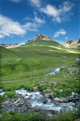 Fototapeta premium Cluster of ripe blueberries on a blueberry bush. Blueberry fruit. Underripe blueberry. Rize, Türkiye.