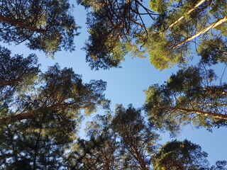 trees and sky