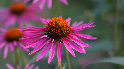 Lakota coneflowers in bloom in a summer garden