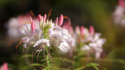 Sparkler Rose spider flower in bloom in a summer garden.