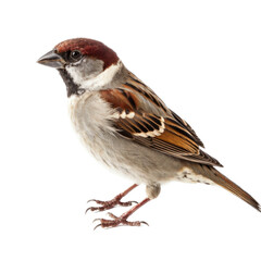 a Common House Sparrow in a Nature-themed, photorealistic illustration in a transparent PNG, cutout, and isolated. Generative AI