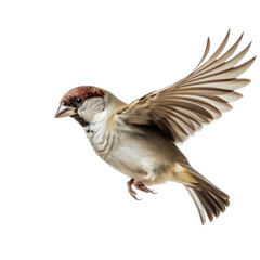 a House Sparrow in-flight in a Nature-themed, photorealistic illustration in a PNG format, cutout, and isolated. Generative AI