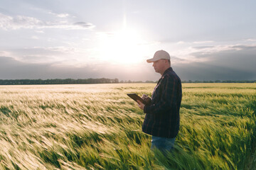 Naklejka na ściany i meble Checking the yield of grain crops at sunset. Man conducts experiments in field conditions.