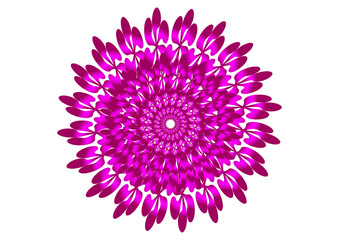 pink dahlia flower