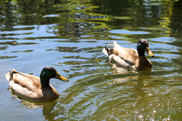 Patos en la laguna de Plaza España, Sevilla