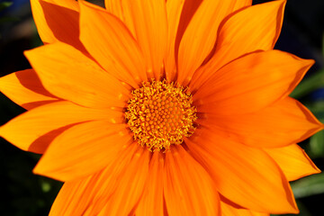 Gazania rigens Giant Deep Orange.