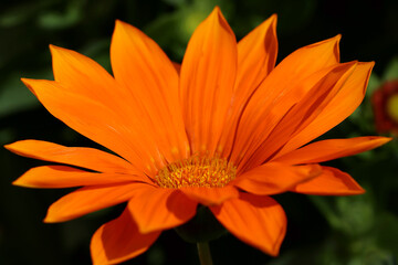 Gazania rigens also know as Giant Deep Orange, in bright sunlight against a dark background.