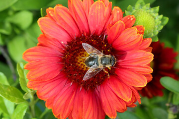 Blue Polished Drone Fly. Scientific name Eristalis Saxorum. Drone fly is resting on a red gaillardia flower.
