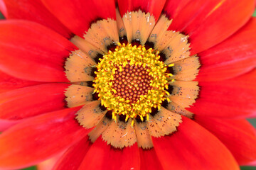 Red Gazania flower called Big Red kiss. Close up.