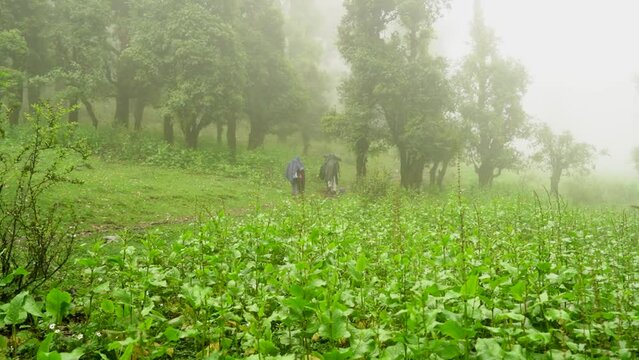 Three men travelers walking in jungle forest in Ali bugyal, Uttarakhand, India.