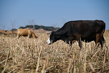 Vacas pastando en campo de cultivo