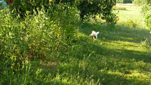 The white rabbit runs away along the green grass.