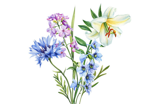 Bouquet of wildflowers, watercolor botanical illustration. Floral illustration. clover, rapeseed, cornflower and lily