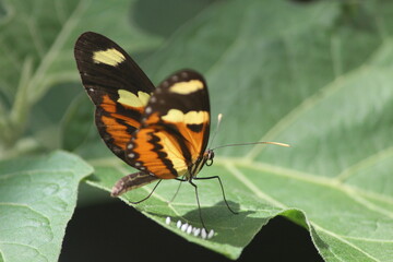 a natureza e sua reprodução