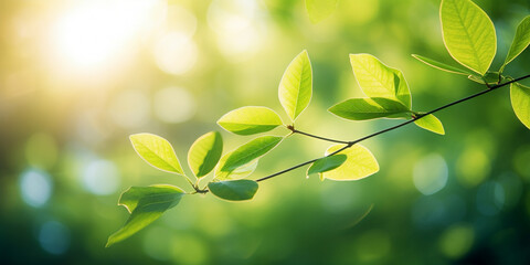 Beautiful nature background with green leaves on tree and blurry background with sunlight and bokeh
