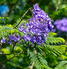 Blue jacaranda flowers on tree branches. Nature