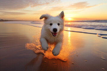 White dog dashing across the sandy shore as the sun sets in a spectacular burst of colors. Ai generated