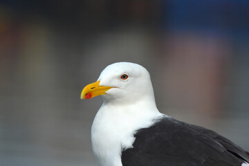 beautiful sea bird in southern Chile named Albatross