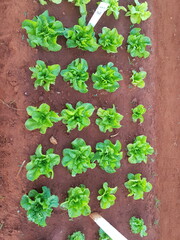Lettuce seedlings are little wonders of nature, encapsulating the beginning of a plant's journey...