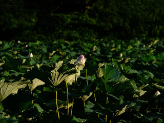 ノスタルジックな情景