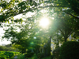 ノスタルジックな情景の木漏れ日