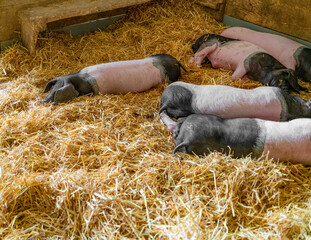 Swabian-Hall swine piglets