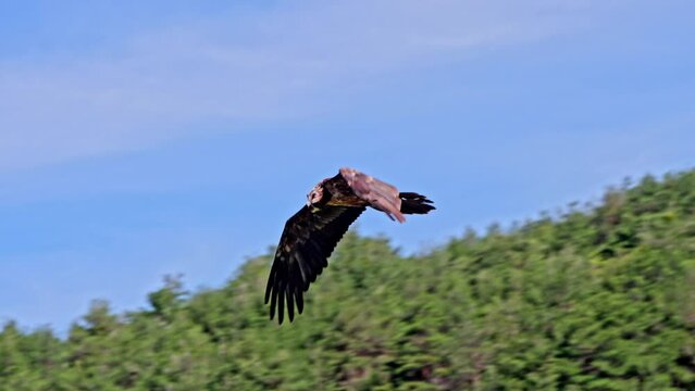 Bearded Vulture (Gypaetus_barbatus) Lammergeyer flying over the Pyrenees mountains in Spain