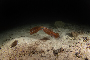 Bigfin reef squid on the seabed in Raja Ampat. Sepioteuthis lessoniana during dive in Indonesia. Squid is changing collor. 