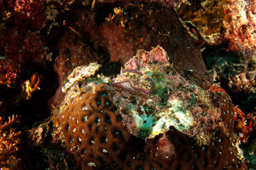 Kunie's chromodoris on the seabed in Raja Ampat. Chromodoris kuniei during dive in Indonesia. Purple and yellow nudibranch on the coral reef. 