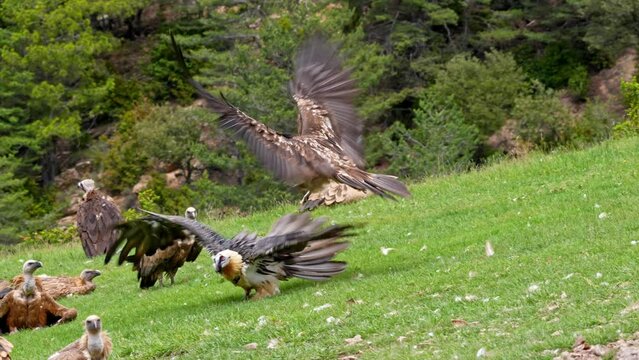 young bearded vulture (Gypaetus_barbatus) Landing into a flock of Bearded Vulture and Griffin vultures, Pyrenees mountains 