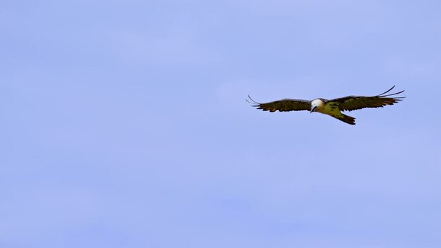 Bearded Vulture (Gypaetus_barbatus) Lammergeyer flying over the Pyrenees mountains in Spain