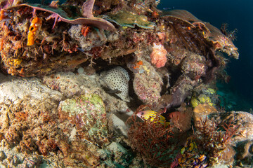 Humpback grouper on the seabed in Raja Ampat. Cromileptes altivelis during the dive. Barramundi is swimming near the coral. White fish with black spots is hiding among the corals. 