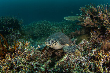 Obraz na płótnie Canvas Hawksbill sea turtle on the seabed in Raja Ampat. Eretmochelys imbricata during dive in Indonesia. Sea turtle is lying on the corals.