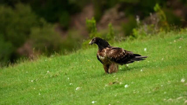 young bearded vulture (Gypaetus_barbatus) in the Pyrenees mountains Spain