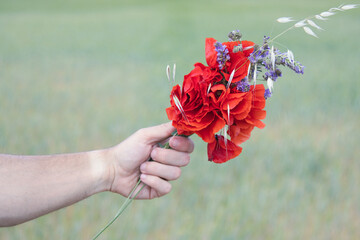 hand holding a bouquet of poppies and lavender on a green field