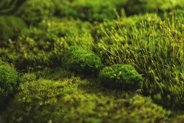 Texture of natural green moss close-up.