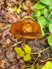 mushroom in the forest