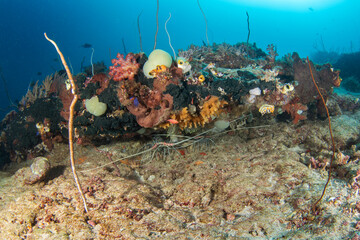 Variegated crayfish on the seabed in Raja Ampat. Panulirus penicillatus during dive in Indonesia....