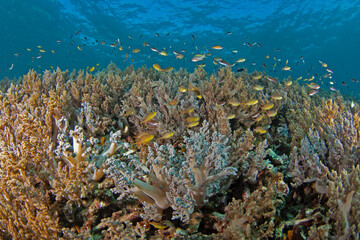 Corals full of fish near the sea level in Raja Ampat. Shoal fish during dive in Indonesia. Yellow...