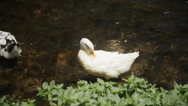 In slow motion, a white goose cleans its feathers in a river with transparent water.