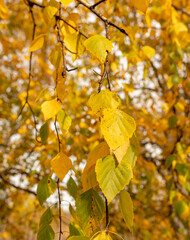 Obraz premium Autumn birch leaves in the park. Nature