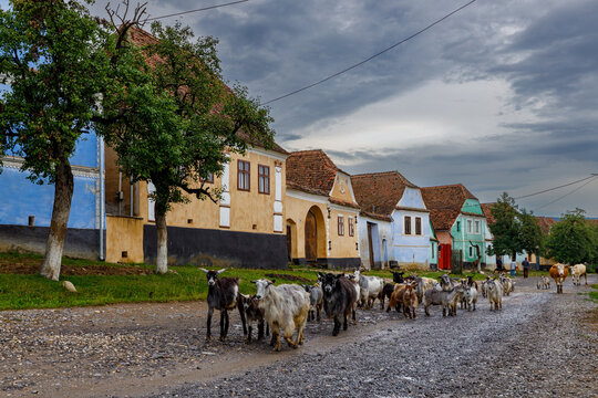 Goats in the village of Viscri in Romania	