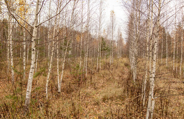 Young birch forest in autumn. Nature