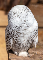 The owl sleeps with its head turned.