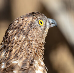 Portrait of a hawk in the zoo. Close-up