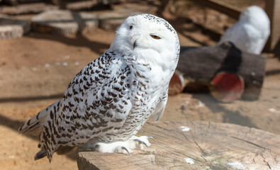 Owl portrait in the zoo. Close-up