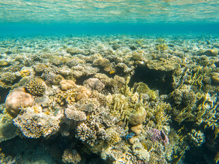 Obraz premium Coral reef under sea water.