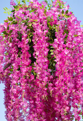 Obraz premium pink flowers on the branches as a background.
