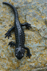 Closeup on the charcoal black Alpine salamander, Salamandra atra in the Austrian Carinthian Alps