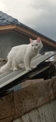 white cat on the roof